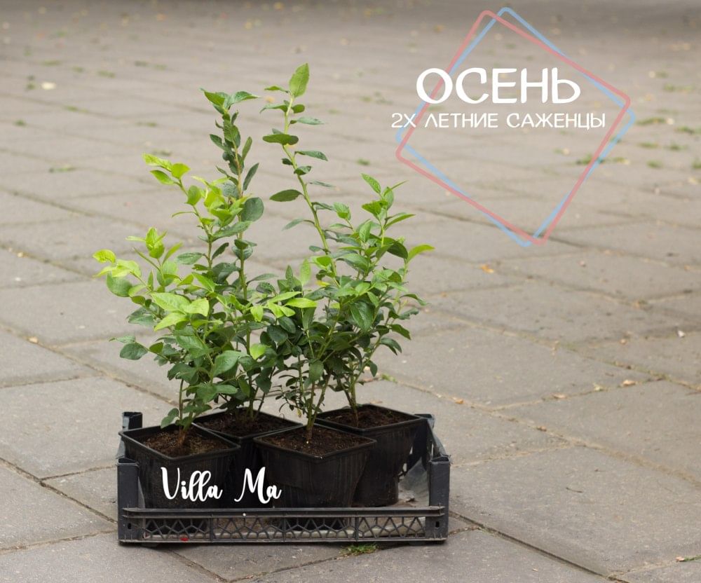 Голубика Эрли Блю 3-4г. садовая