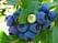 Голубика Эрли Блю 3-4г. садовая