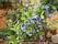Голубика Эрли Блю 3-4г. садовая