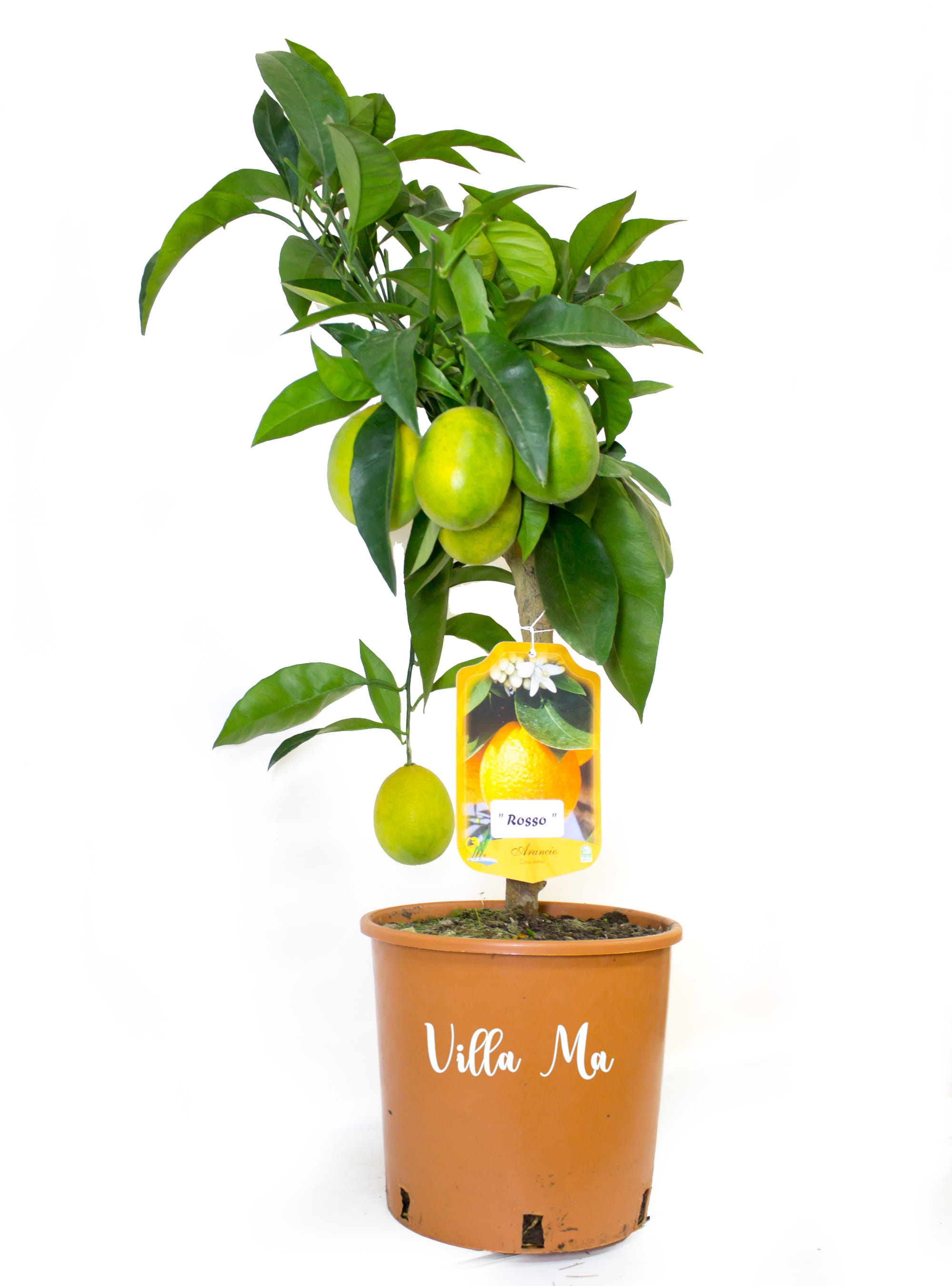 Апельсин Rosso