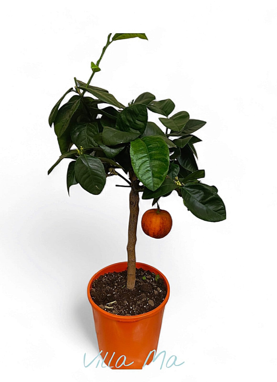 Апельсин Rosso