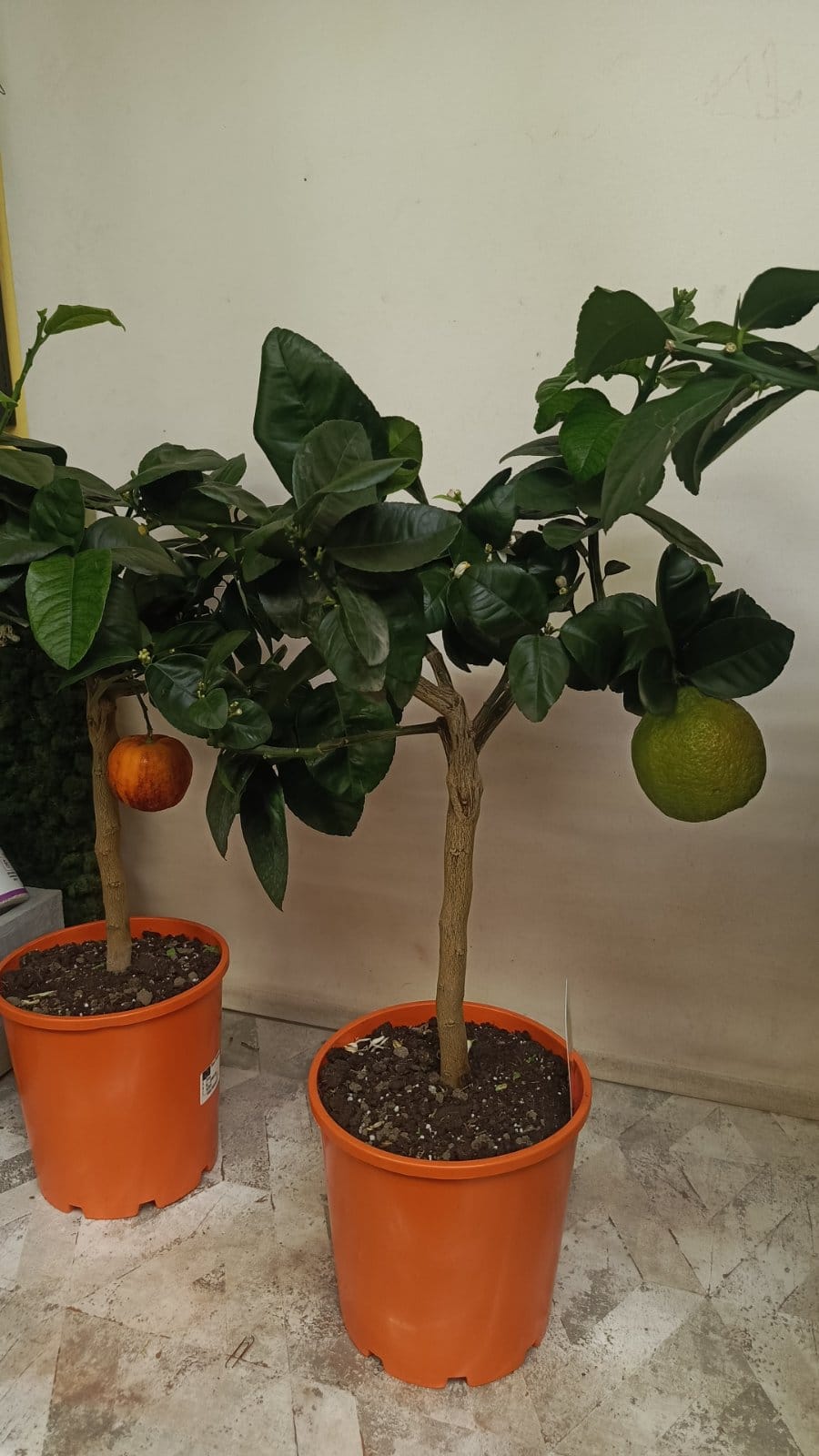 Апельсин Rosso