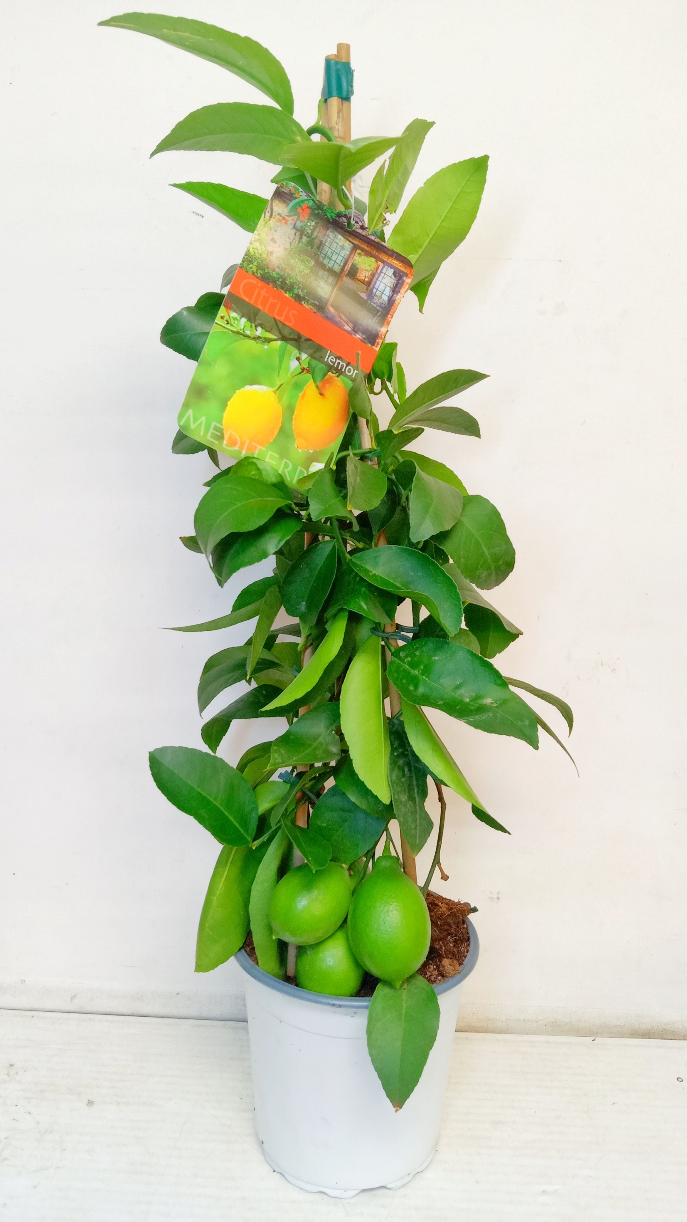 Лимон Мейера пирамида