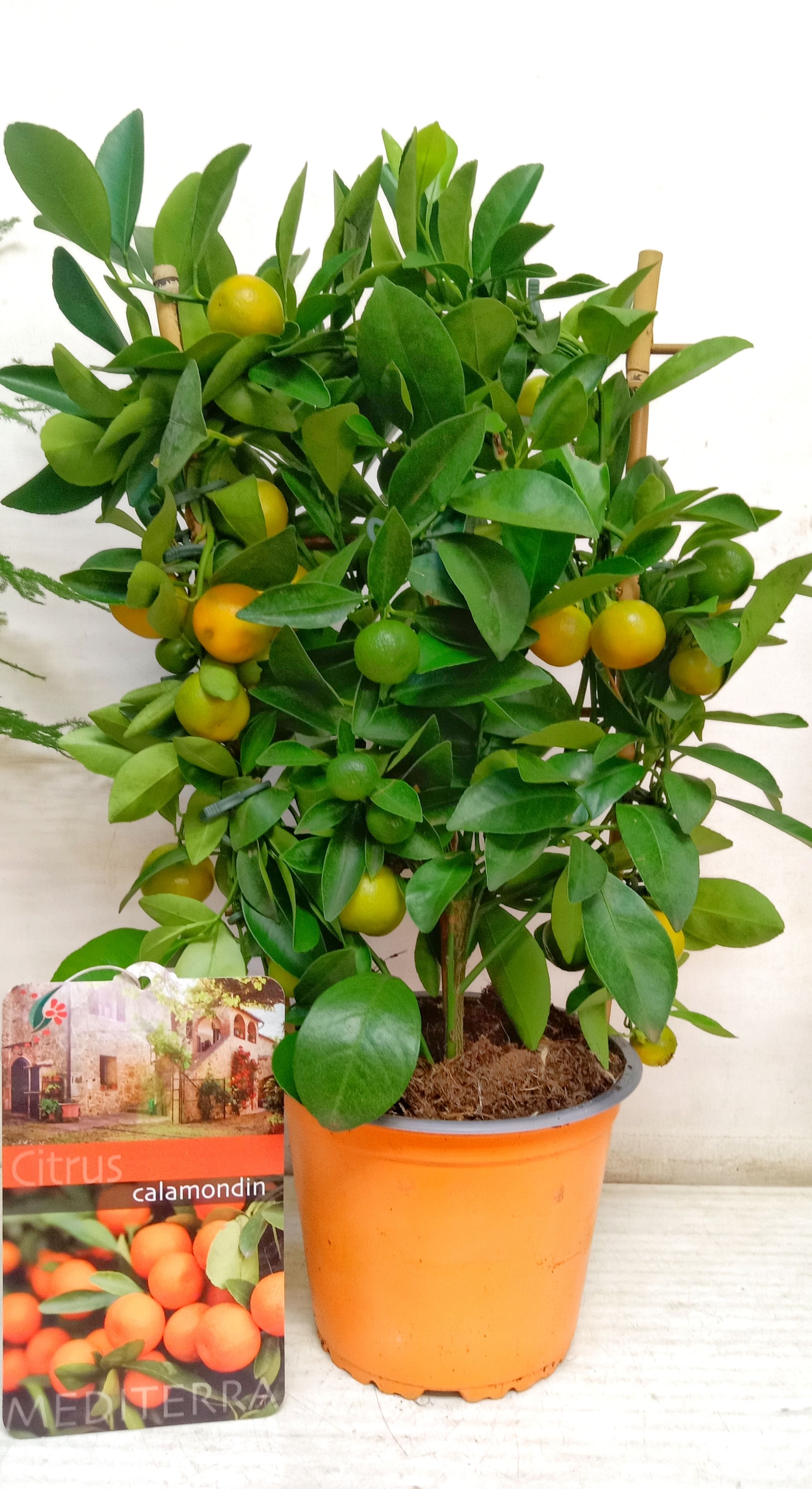 Каламондин на решетке д14