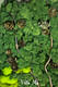 Эко-картина Лесной Этюд мох стабилиз.