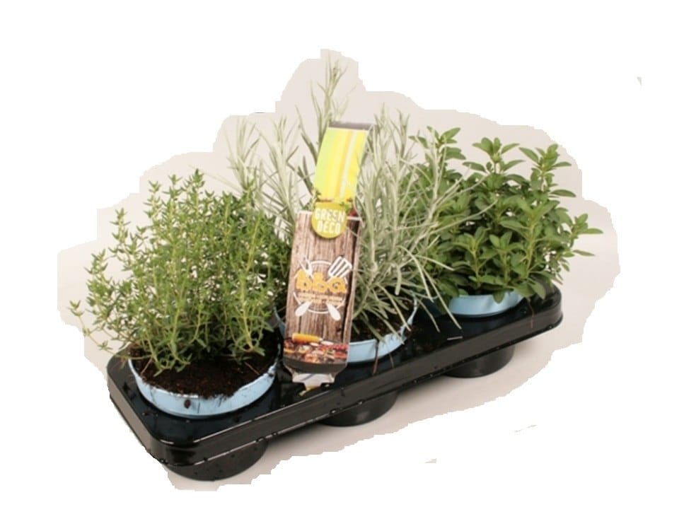 Пряности набор 6 горшочков kruiden