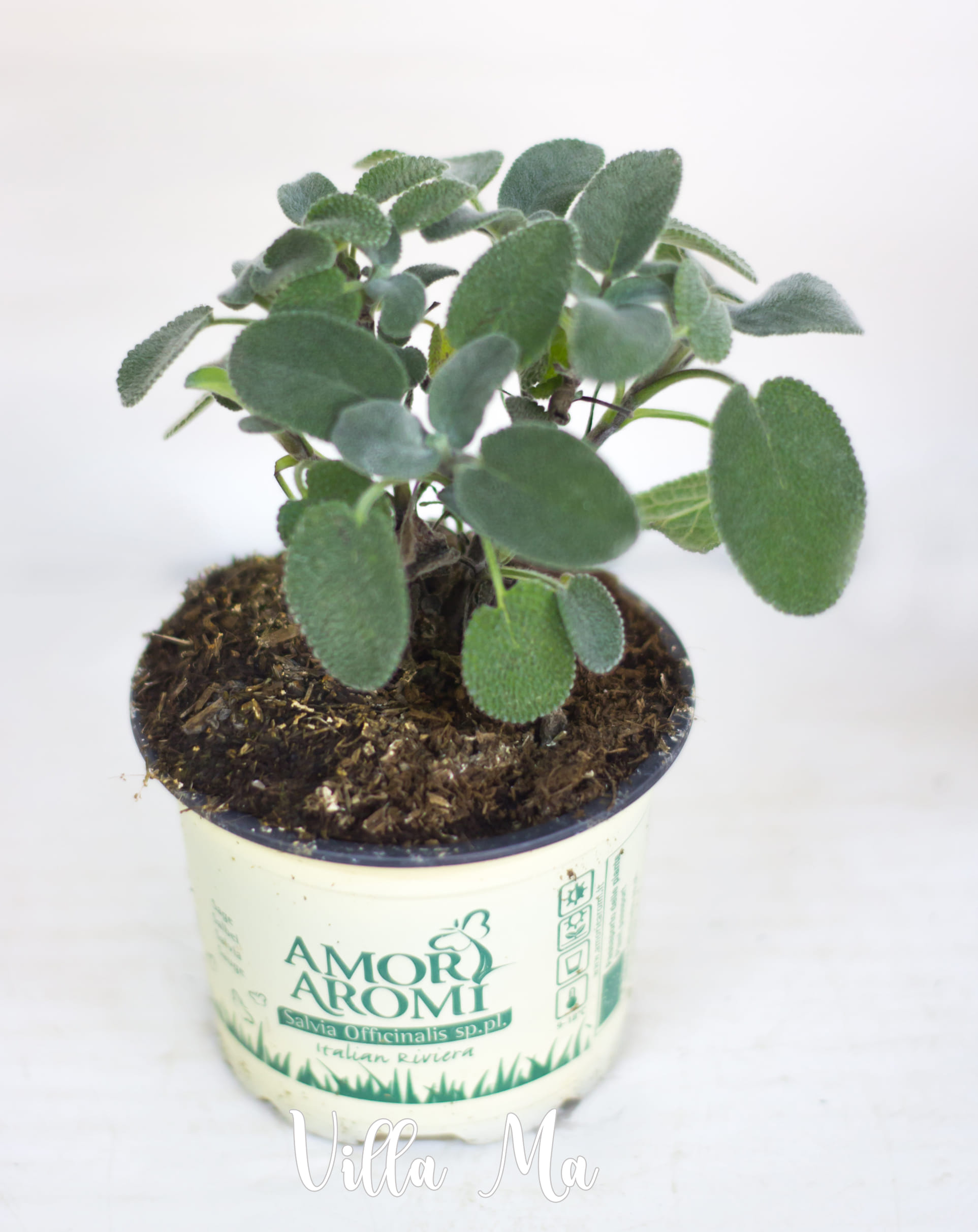 Шалфей лекарственный пряный