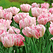 Розовый тюльпан Foxtrot -Букет в горшке