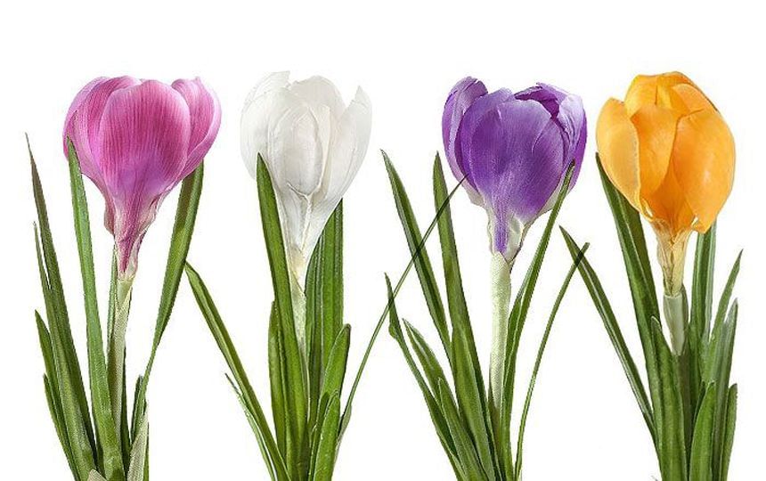 Крокусы -Букет в горшке