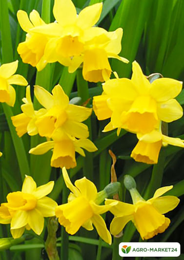 Нарцисс /жёлтый оранжевый/ тет а тет -Букет в горшке