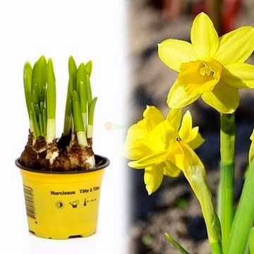 Нарцисс /жёлтый оранжевый/ тет а тет -Букет в горшке