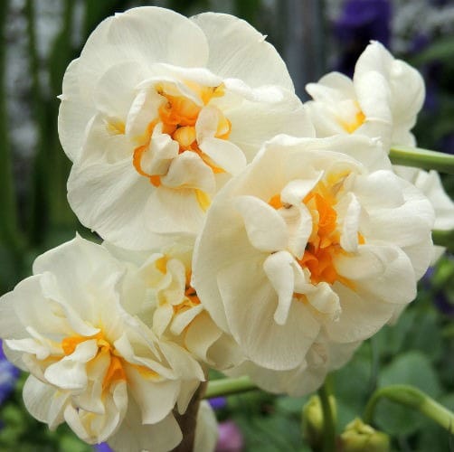 Нарцисс БЕЛЫЙ Bridal Crown -Букет в горшке