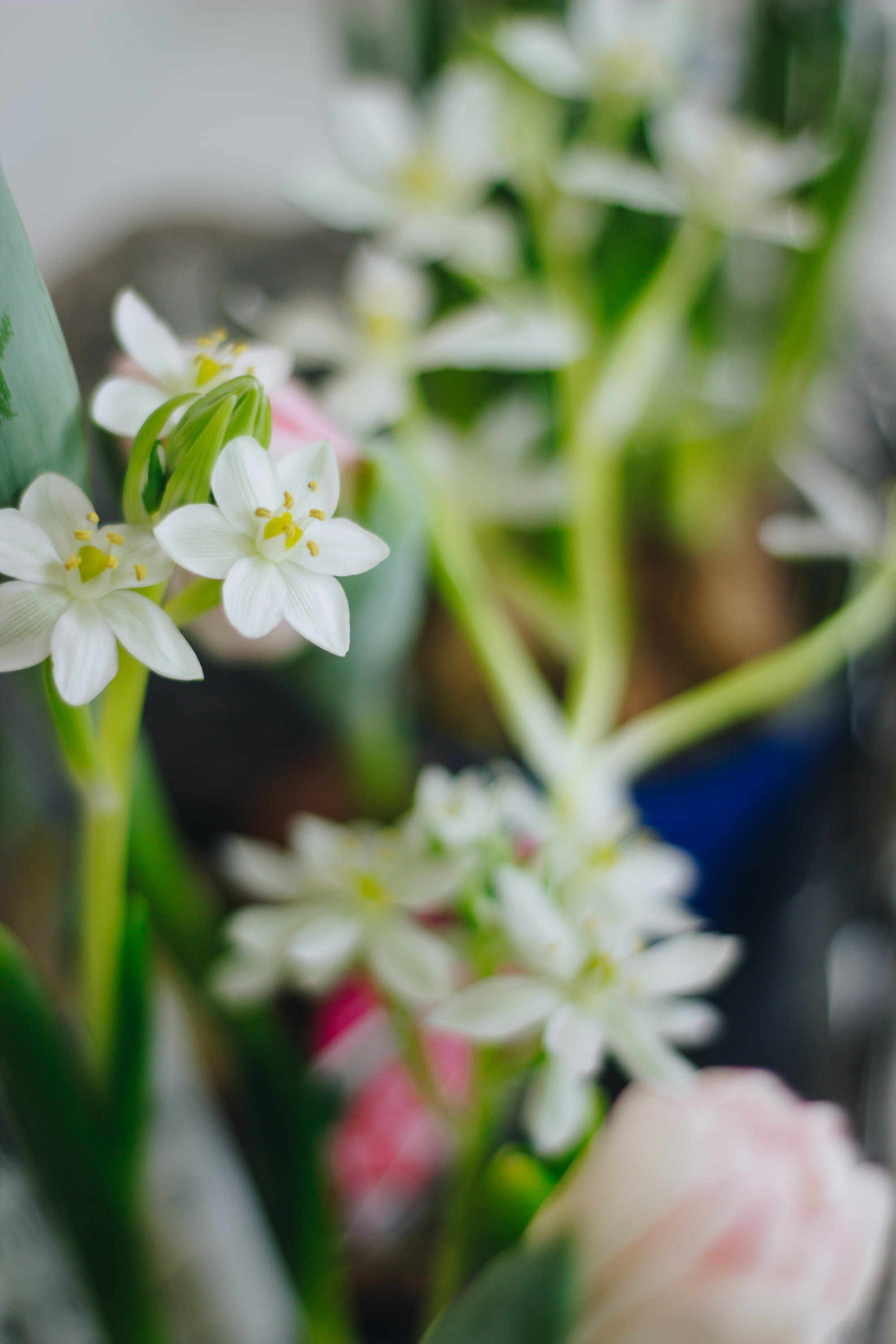 Орнитогалум подснежник -Букет в горшке