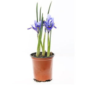 Ирис -Букет в горшке