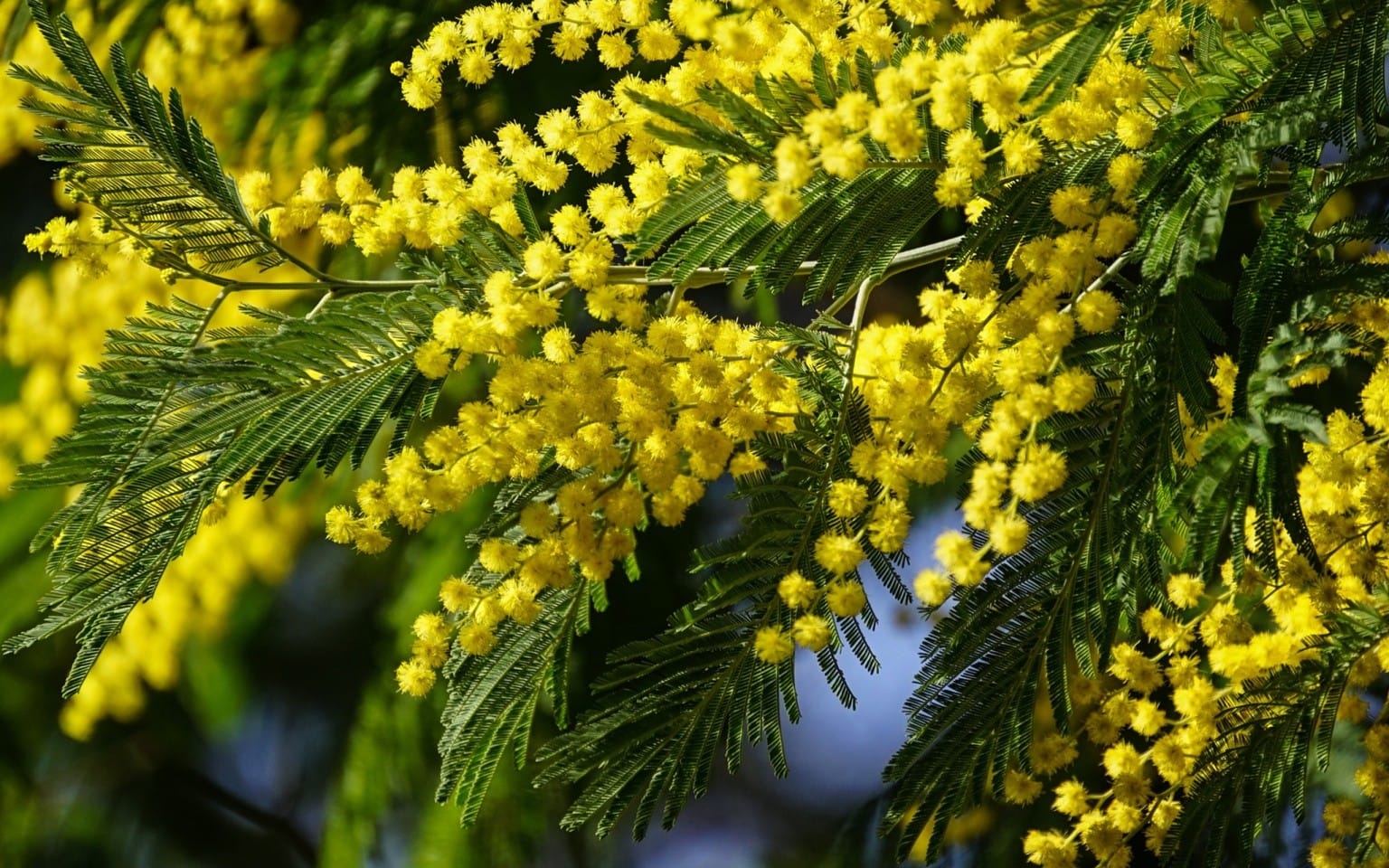 Мимоза цветущая в горшке
