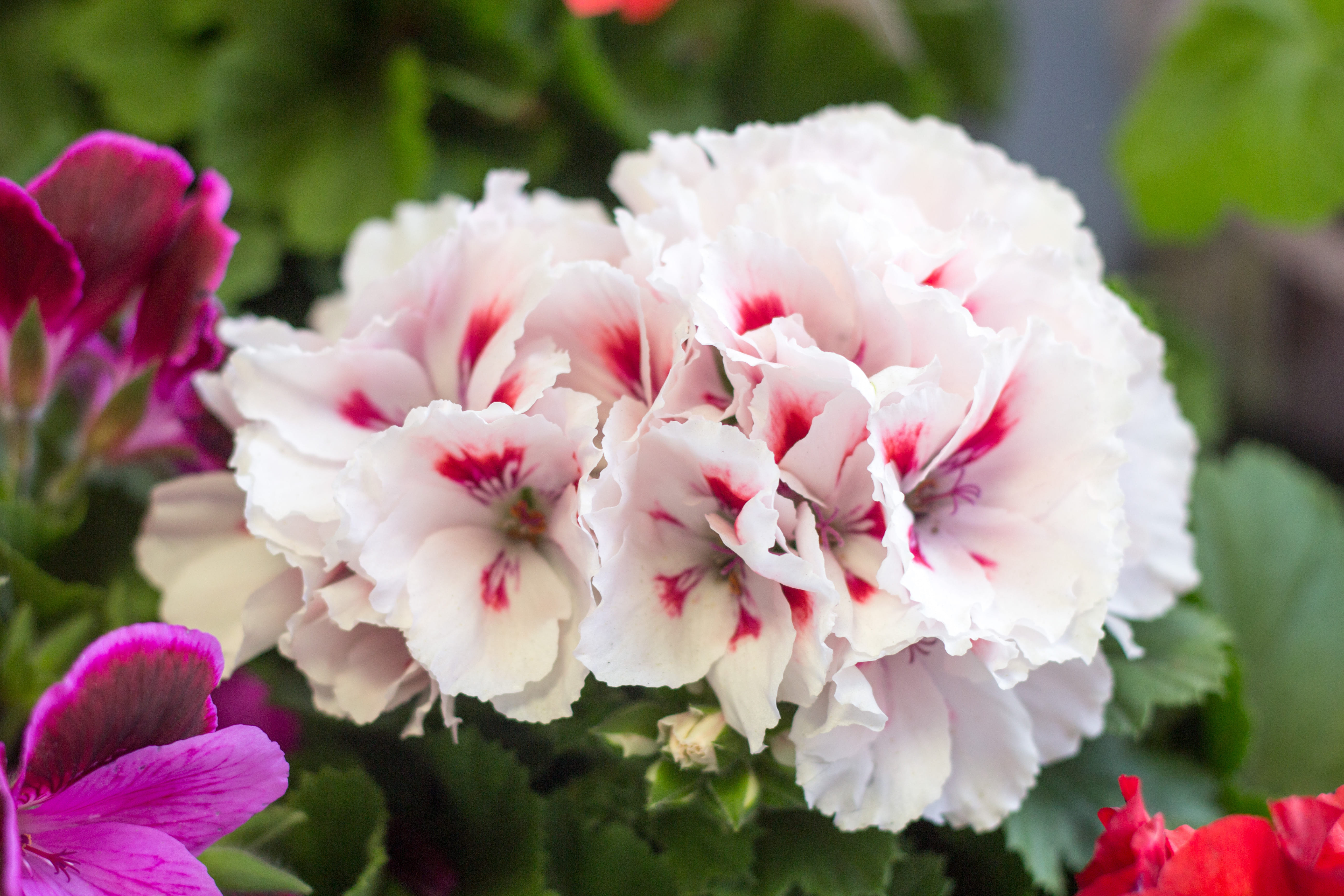 Королевская пеларгония грандифлора