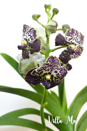 Королевская орхидея Ванда в вазе
