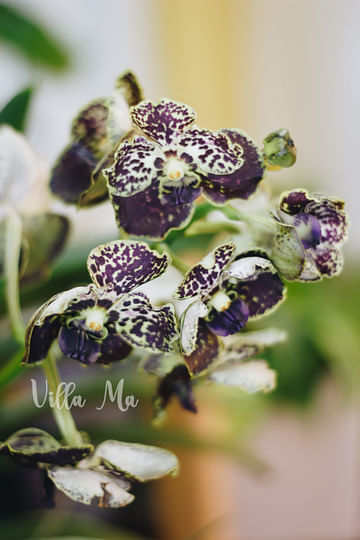 Королевская орхидея Ванда в вазе
