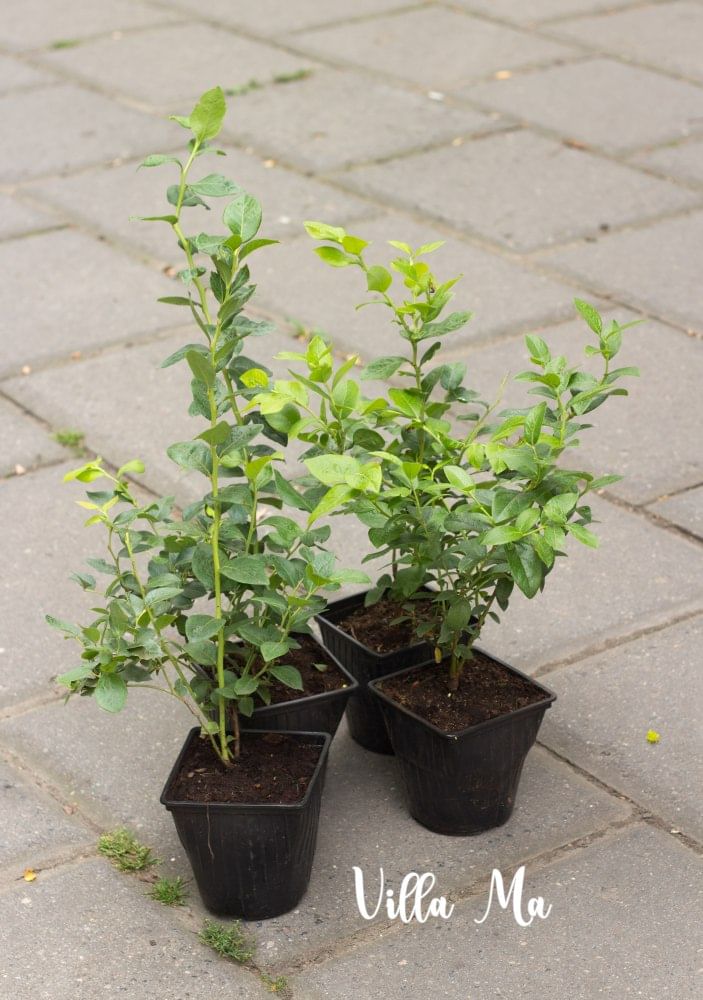 Голубика Нортланд садовая