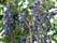 Голубика Нортланд садовая