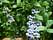 Голубика Нортланд садовая