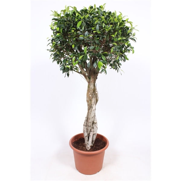 Фикус Нитида 190