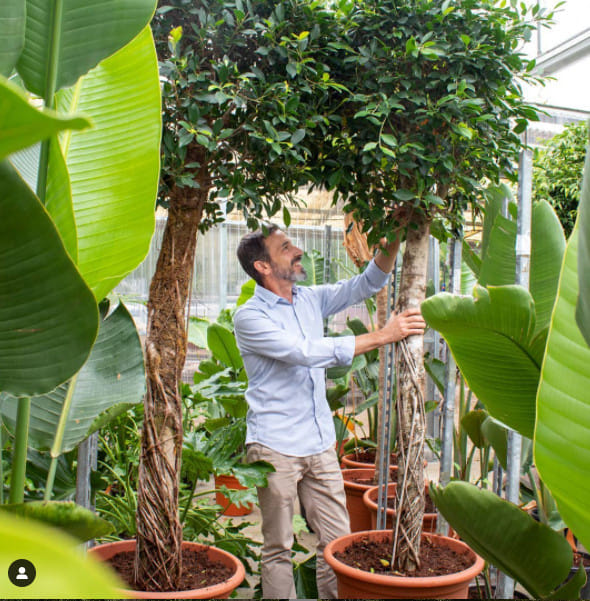 Фикус Нитида 190