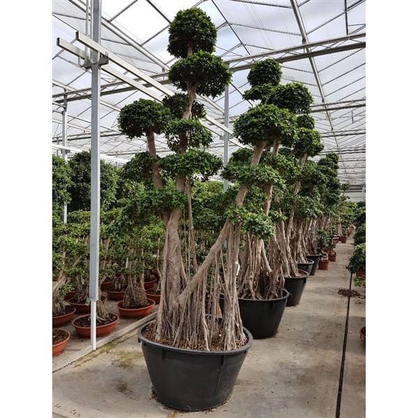 Фикус Микрокарпа "Максима"