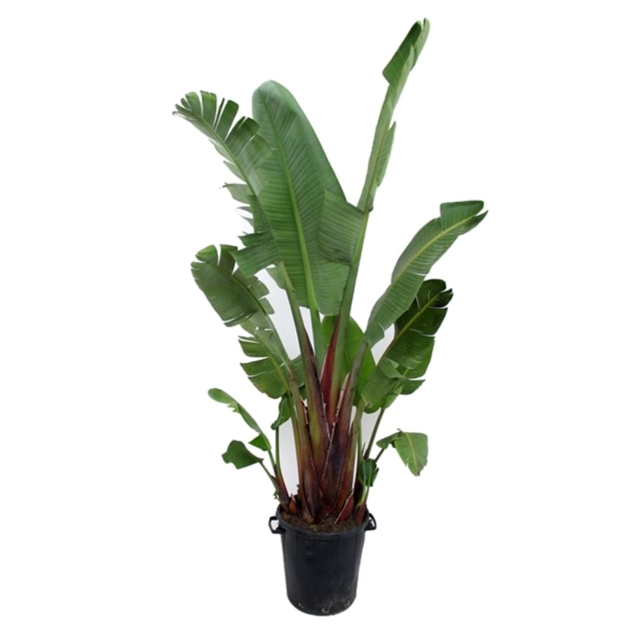 Стрелиция Августа 240см+