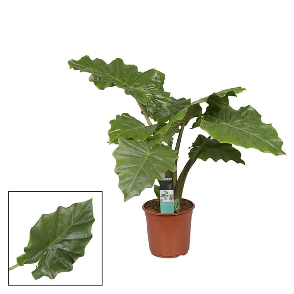 Алоказия Портадора