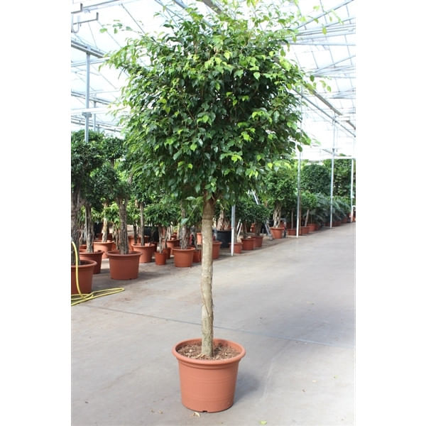 Бенжамина Экзотика на штамбе 250 Фикус