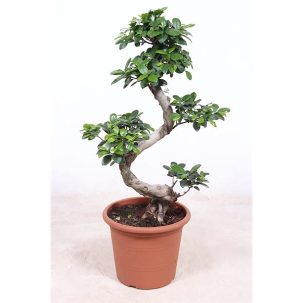 Фикус Микрокарпа Спираль