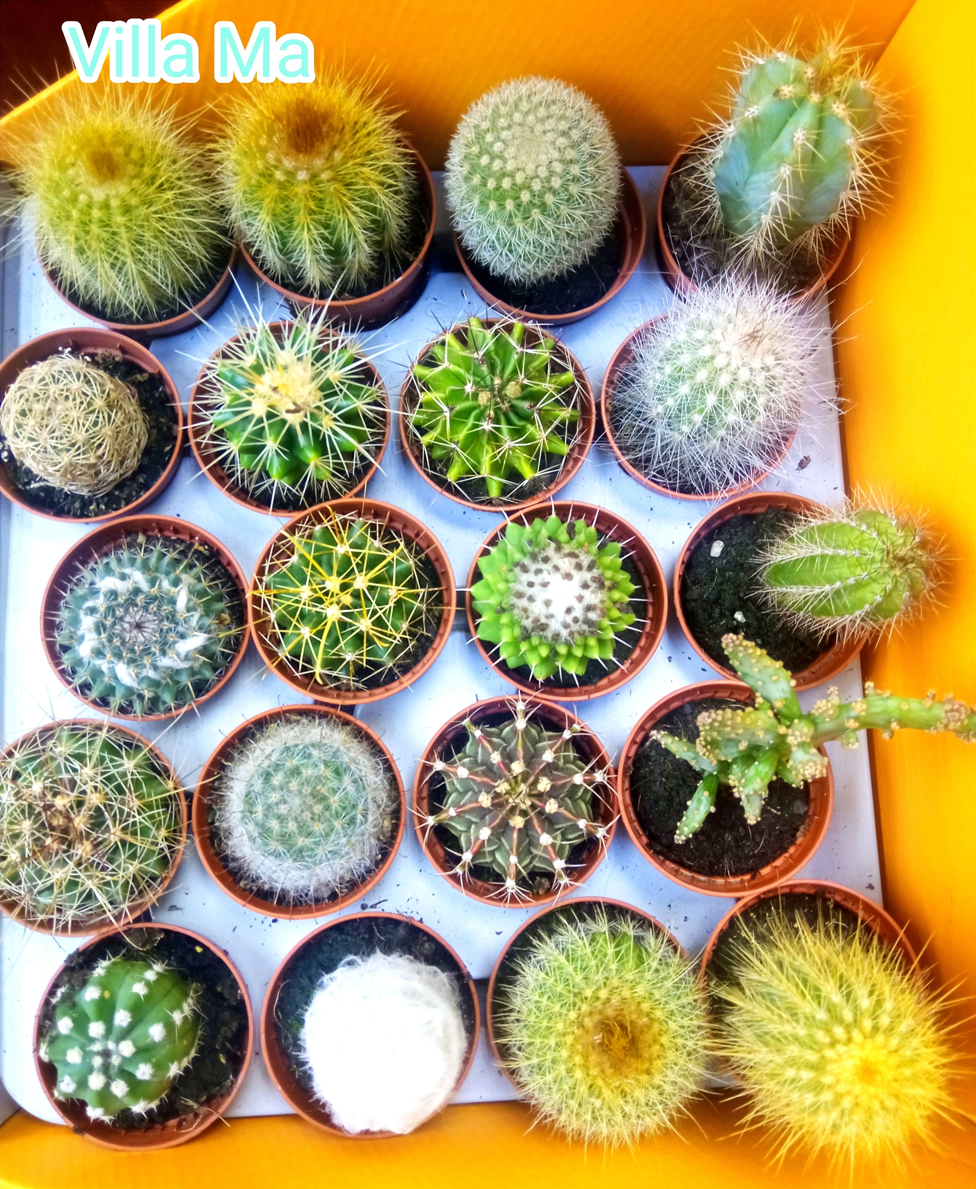 Кактус микс комнатный