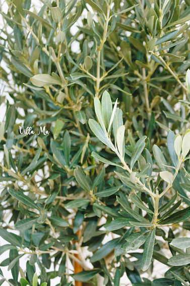 Олива европейская маслина