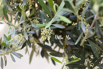 Олива маслина