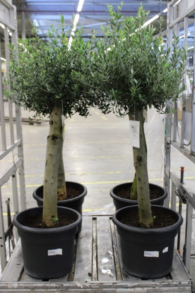 Олива дерево 150 бонсай