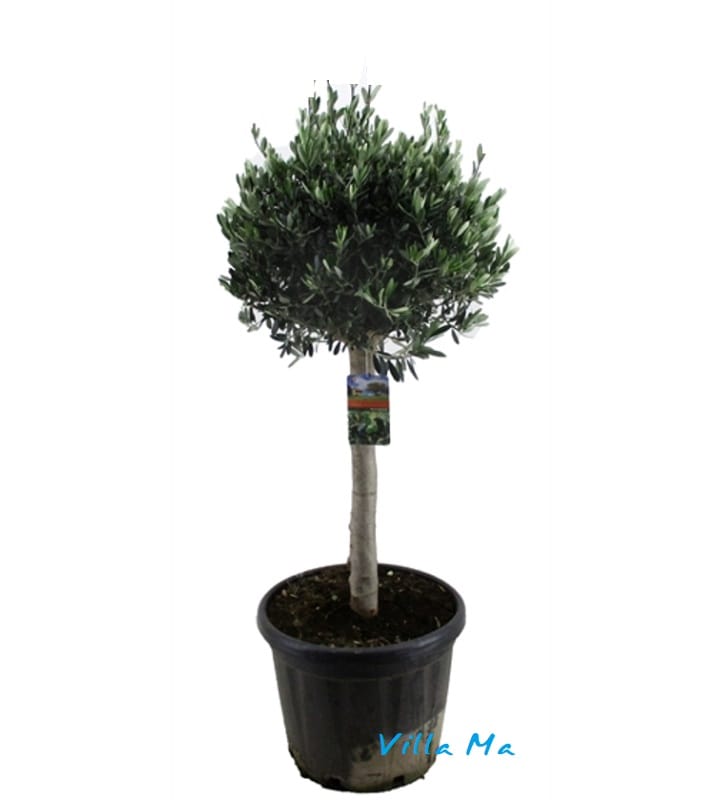 Олива дерево 150 бонсай