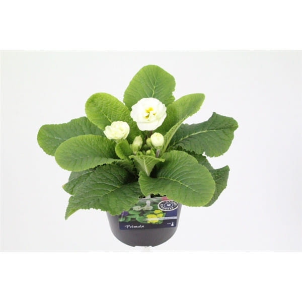 Примула микс Комплект ( 8 штук)