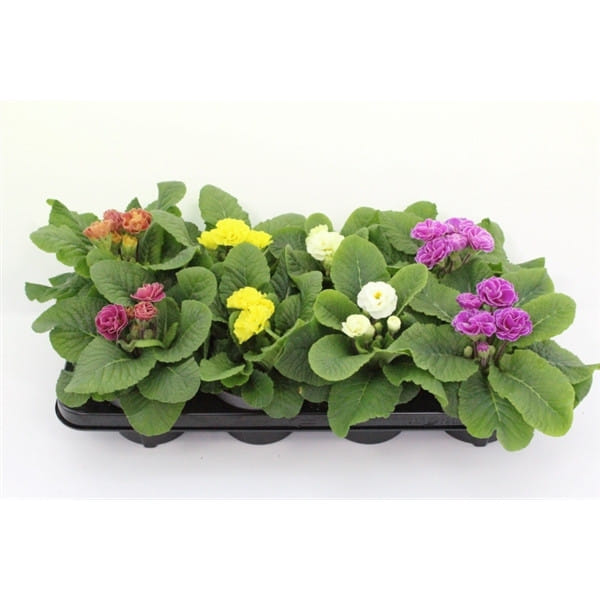 Примула микс Комплект ( 8 штук)