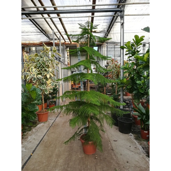 Араукария 270