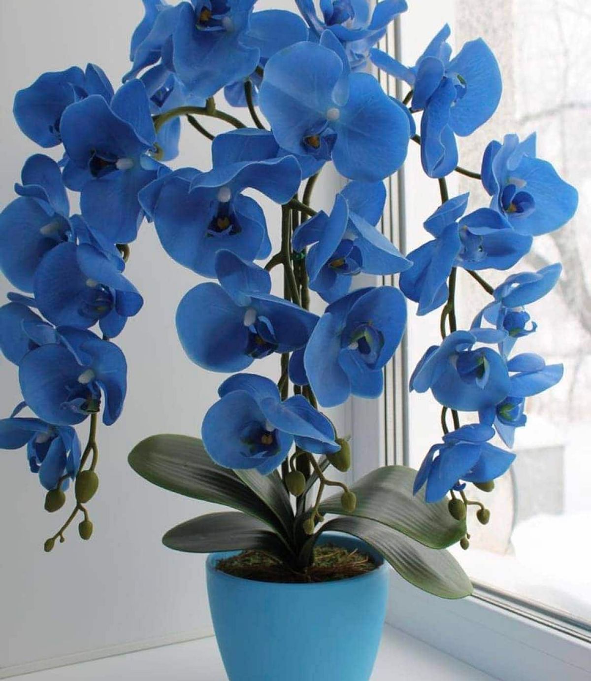 Фаленопсис Роял Блю. Орхидея фаленопсис голубая. Орхидея фаленопсис Роял Блю. Орхидея фаленопсис синяя. Синяя орхидея в горшке