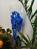 Синяя орхидея Королевский Венец