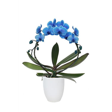 Синяя орхидея Королевский Венец