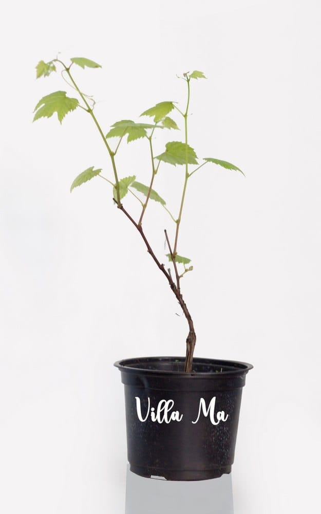 Виноград Минский розовый 3г. садовый