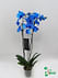 Синяя орхидея фаленопсис комнатная