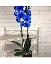 Синяя орхидея фаленопсис комнатная
