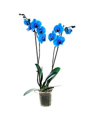 Синяя орхидея фаленопсис не цветущая - АКЦИЯ!