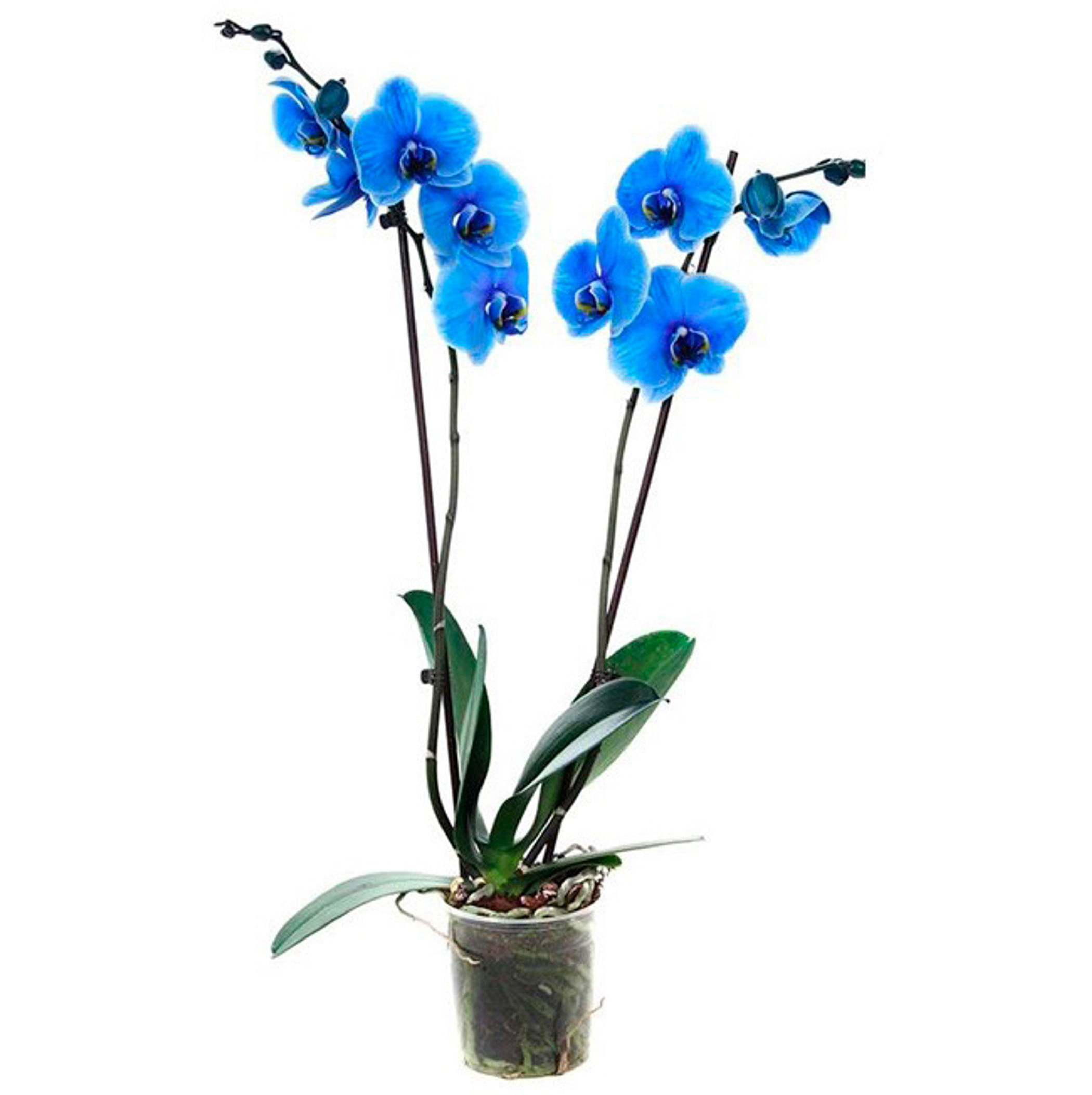 Синяя орхидея в горшке. Орхидея фаленопсис Роял Блю. Магик Блю Орхидея. Орхидея фаленопсис голубая. Фаленопсис Королевский голубой.