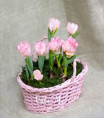 Тюльпаны в розовой корзине