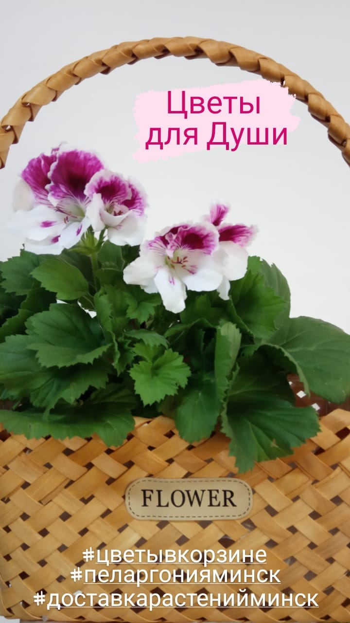Пеларгония цветущая в корзине